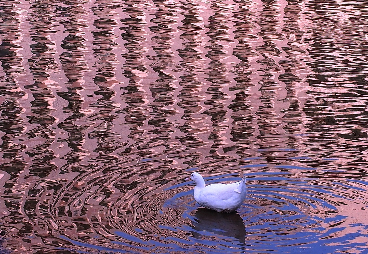 陳永鑑_雞鴨鵝20240220d.jpg