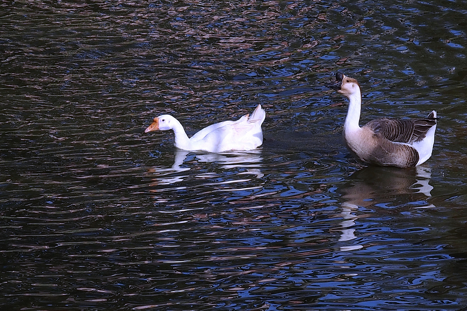 陳永鑑_悠遊水上20240227f.jpg