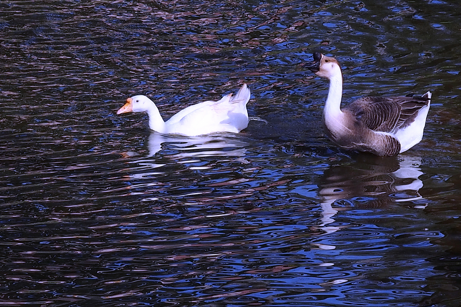 陳永鑑_悠遊水上20240227e.jpg