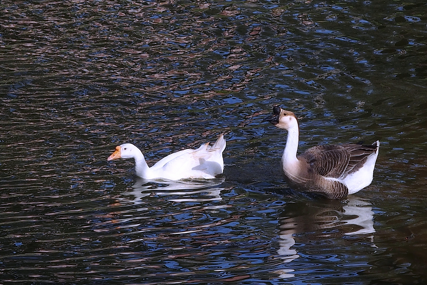 陳永鑑_悠遊水上20240227d.jpg