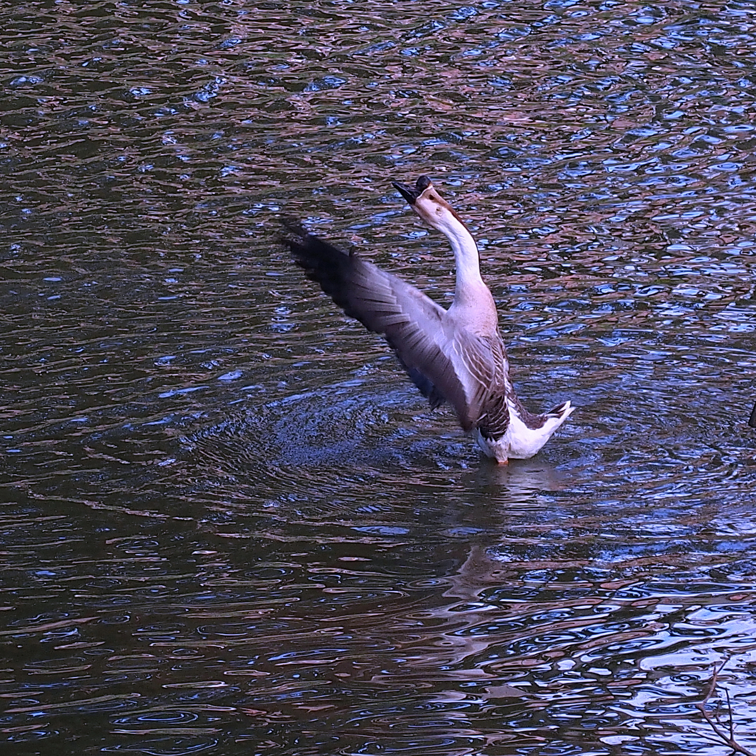 陳永鑑_悠遊水上20240227c.jpg