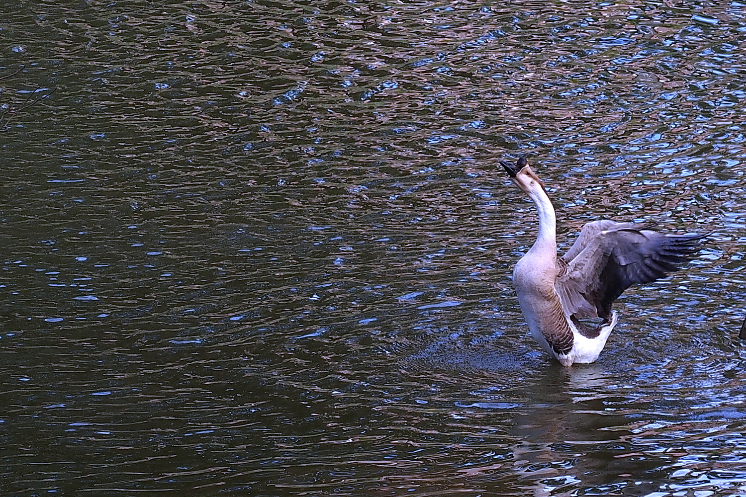 陳永鑑_悠遊水上20240227b.jpg