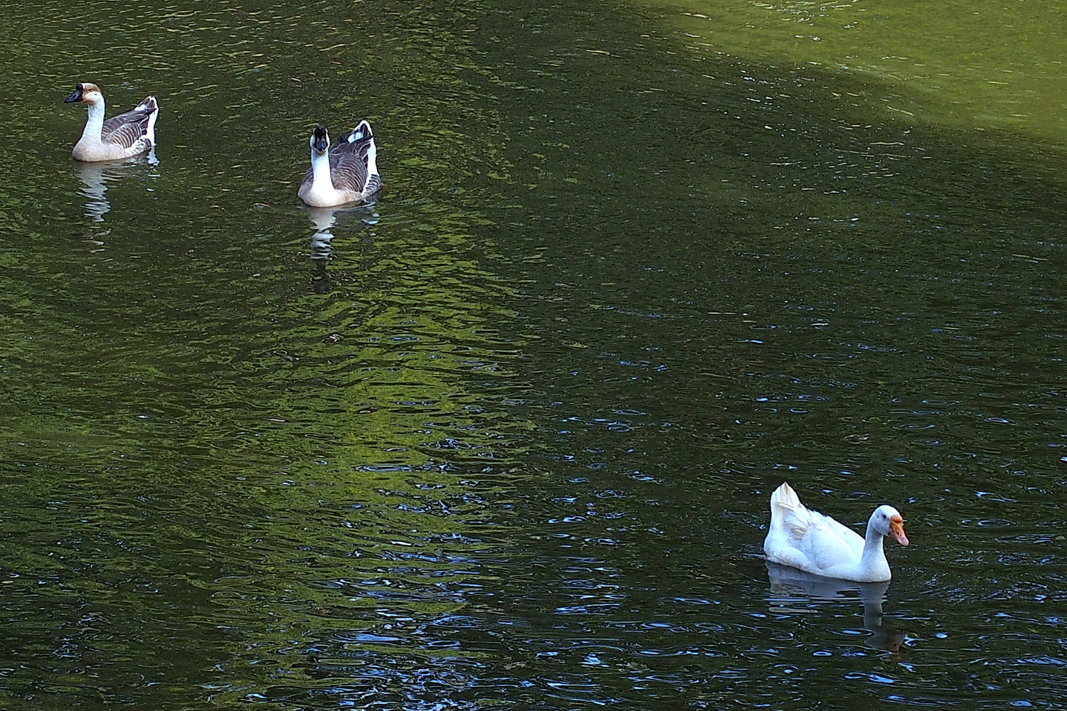 陳永鑑_悠遊水上20240227j.jpg