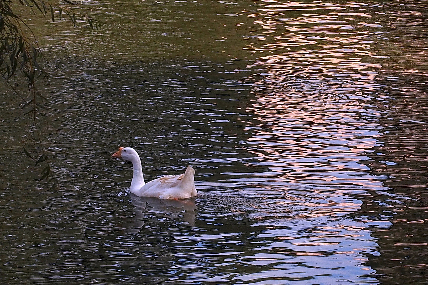 陳永鑑_悠遊水上20240227s.jpg