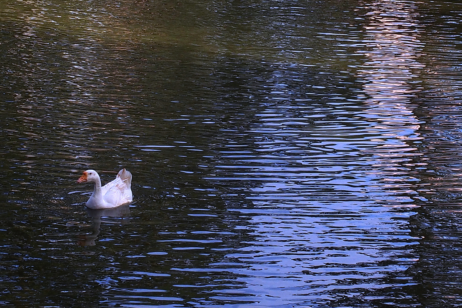 陳永鑑_悠遊水上20240227r.jpg