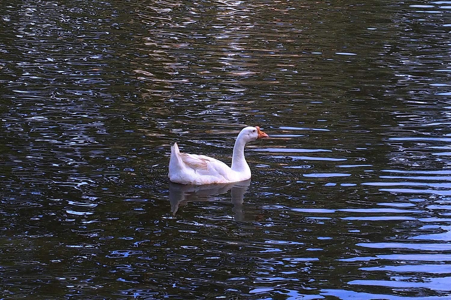 陳永鑑_悠遊水上20240227p.jpg