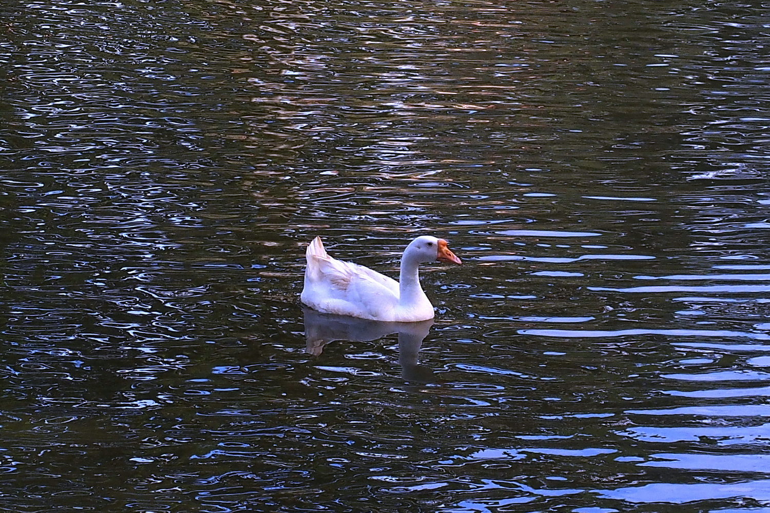 陳永鑑_悠遊水上20240227o.jpg