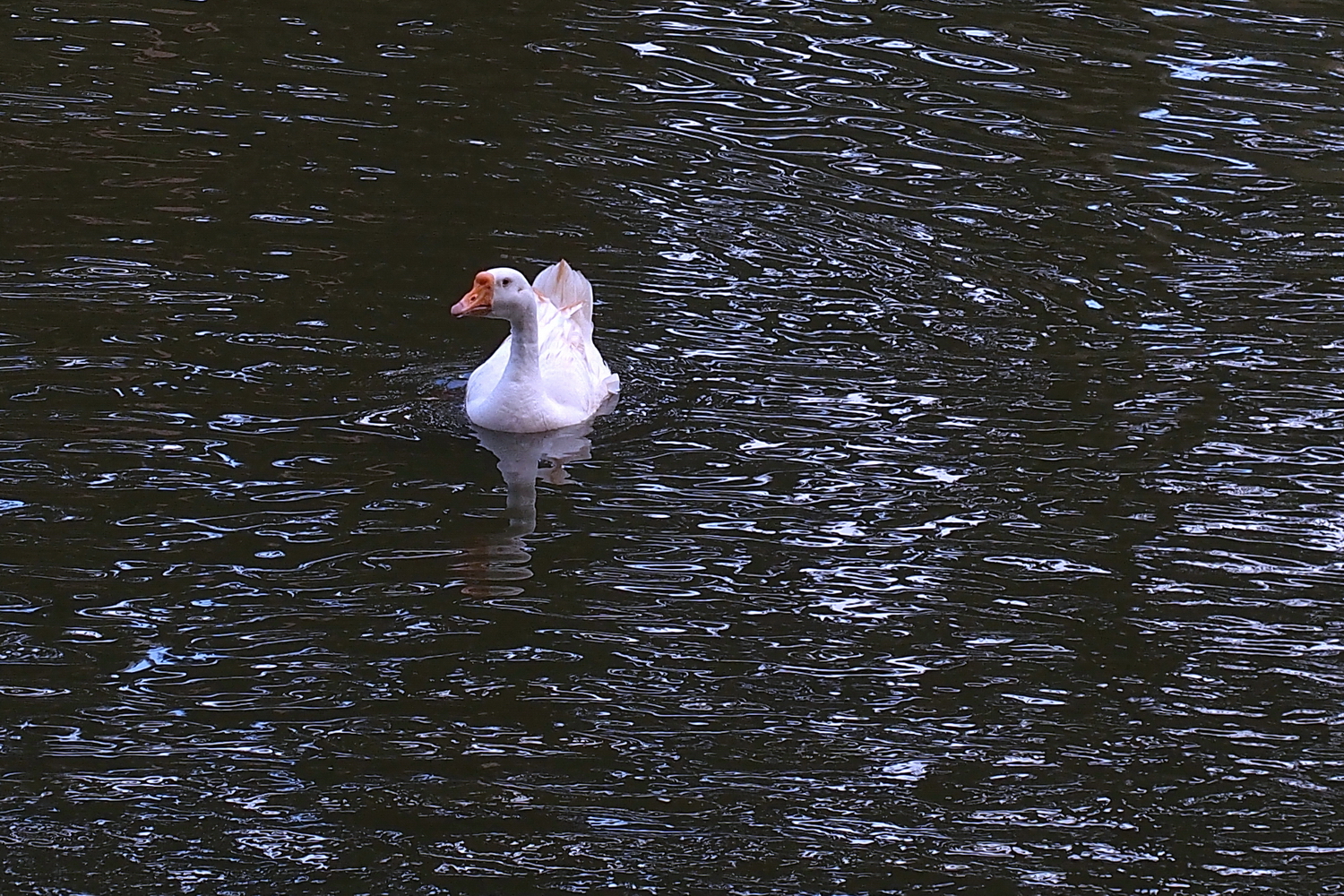 陳永鑑_悠遊水上20240227z1.jpg