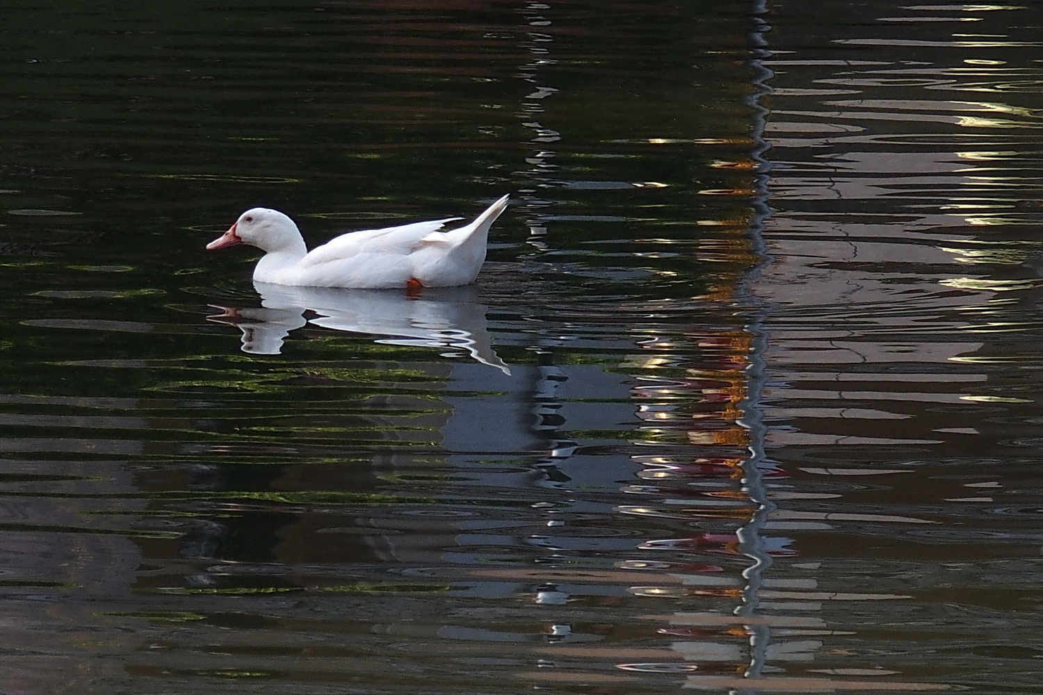 陳永鑑_悠遊水上20240227x.jpg