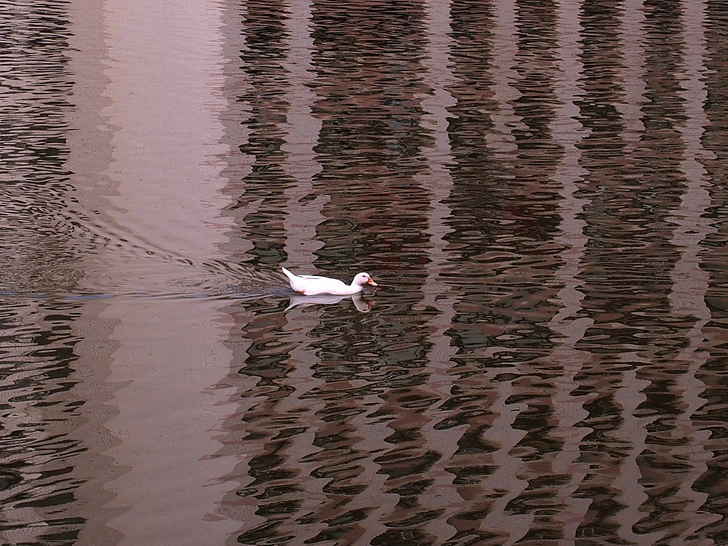 陳永鑑_悠遊水上20240227z7.jpg