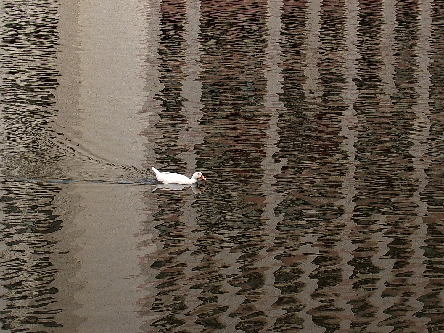 陳永鑑_悠遊水上20240227z6.jpg