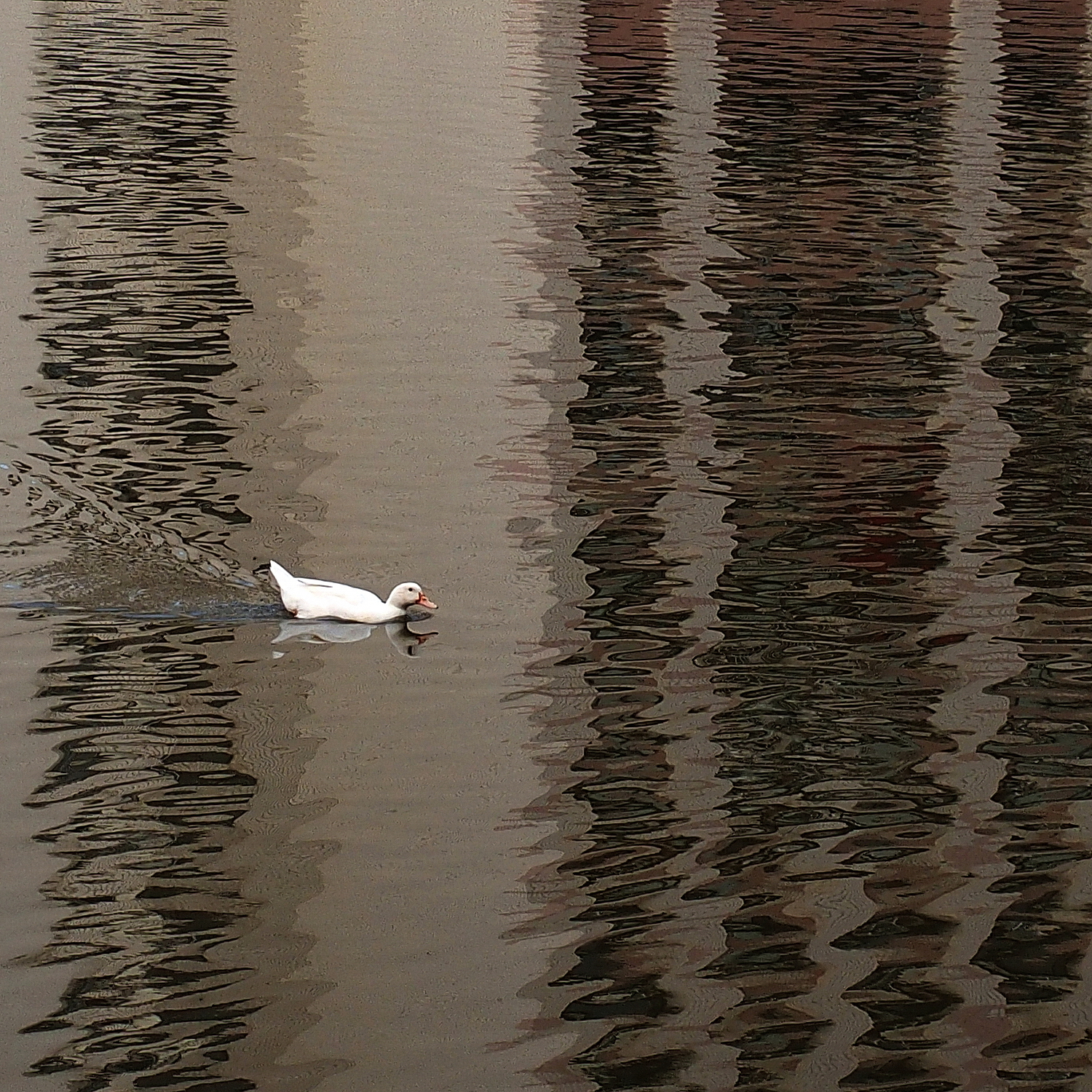 陳永鑑_悠遊水上20240227z4.jpg