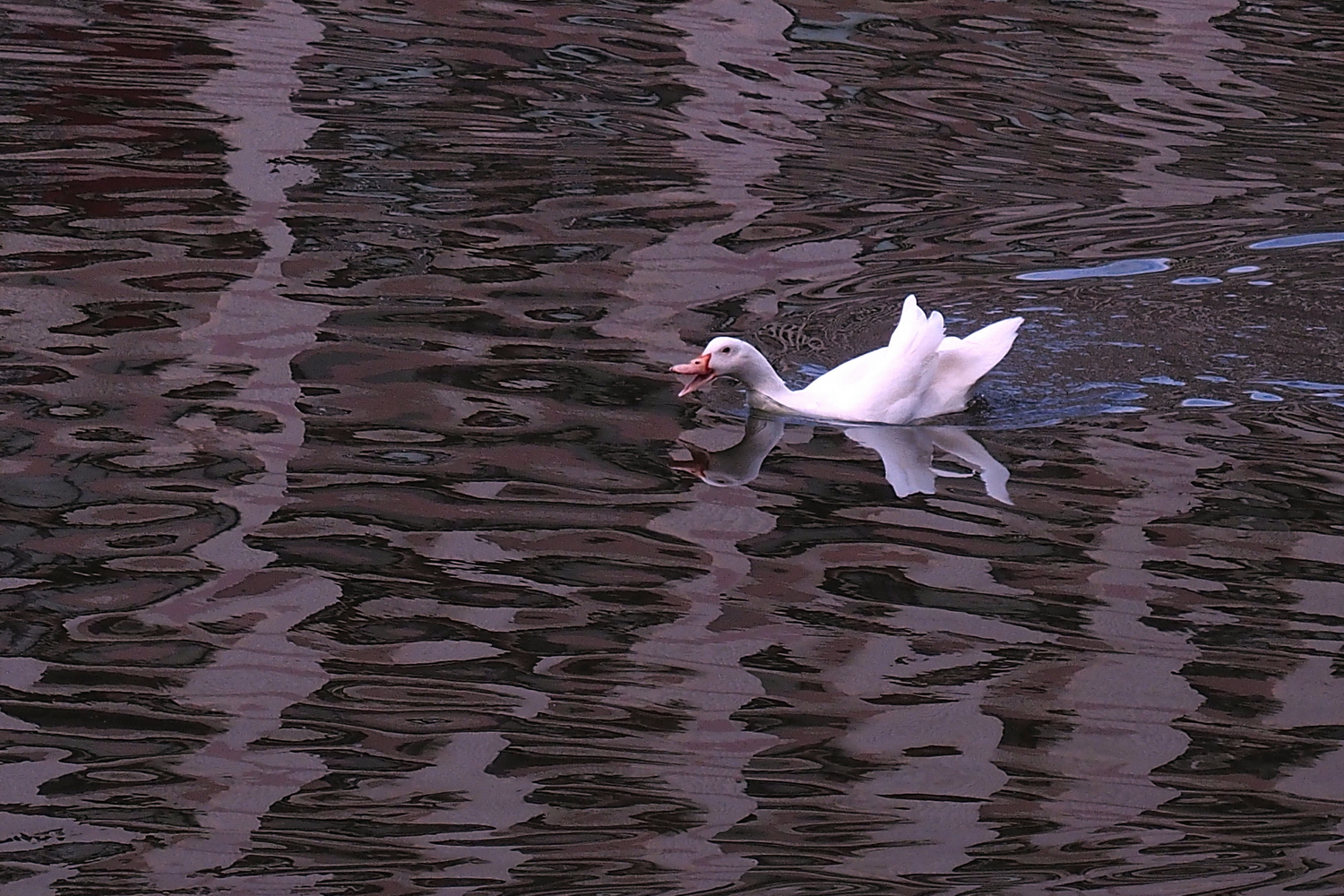 陳永鑑_悠遊水上20240227z12.jpg