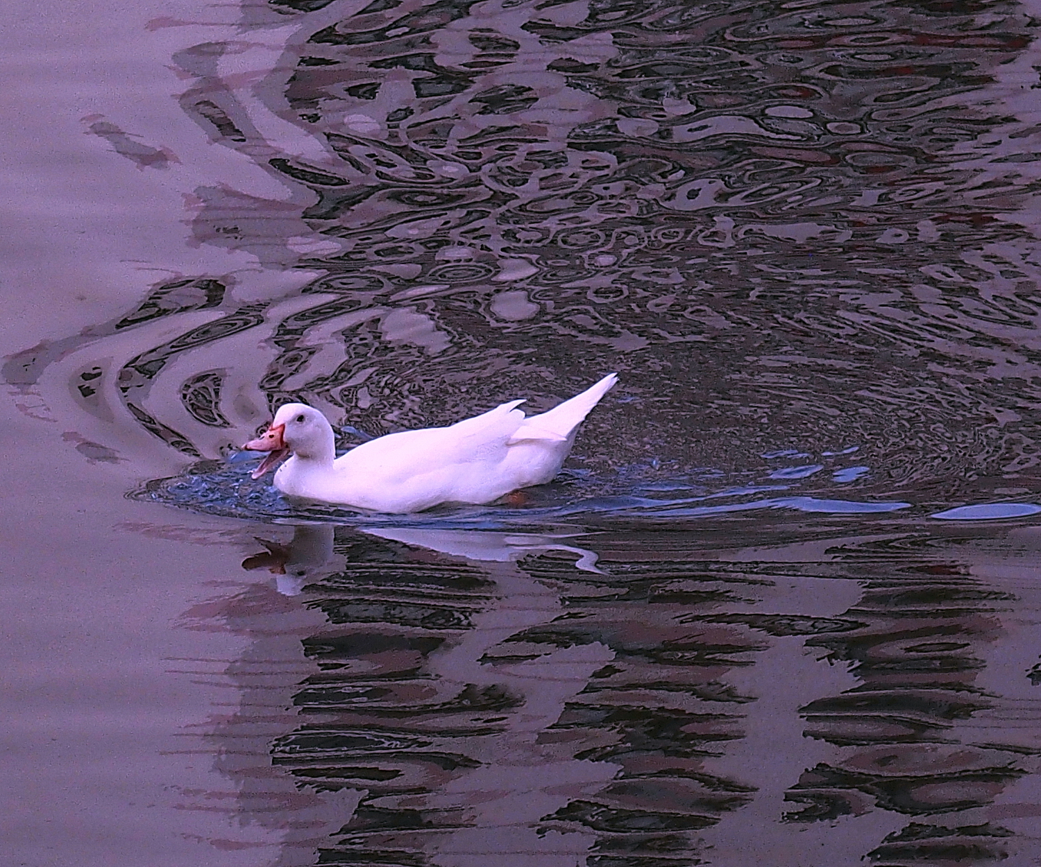 陳永鑑_悠遊水上20240301c.jpg