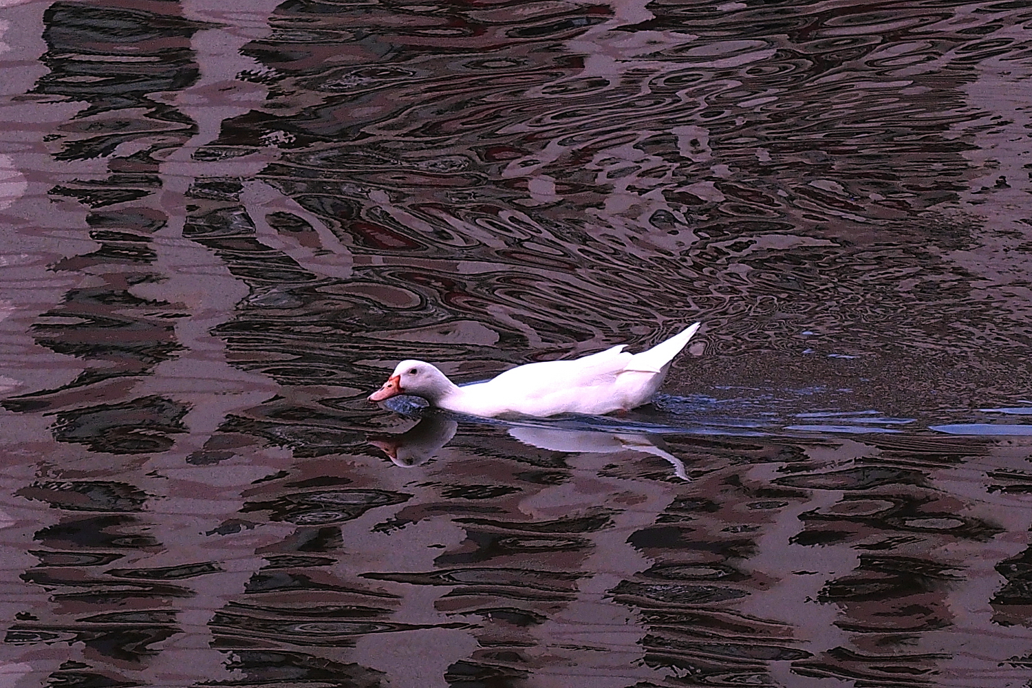 陳永鑑_悠遊水上20240301a.jpg