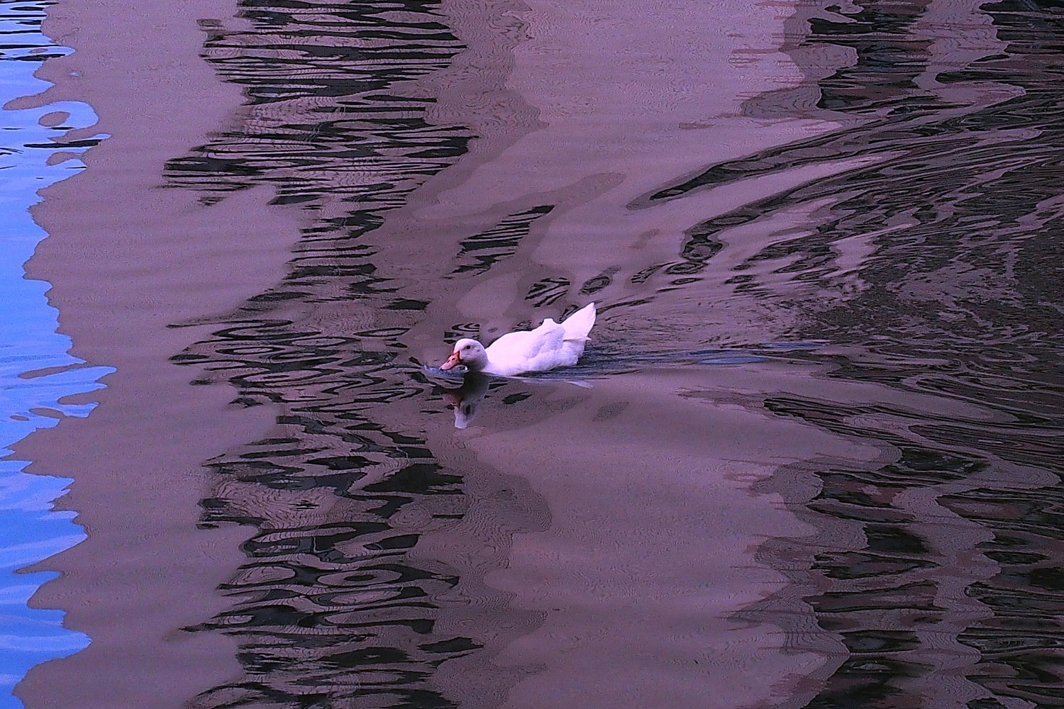 陳永鑑_悠遊水上20240302c.jpg