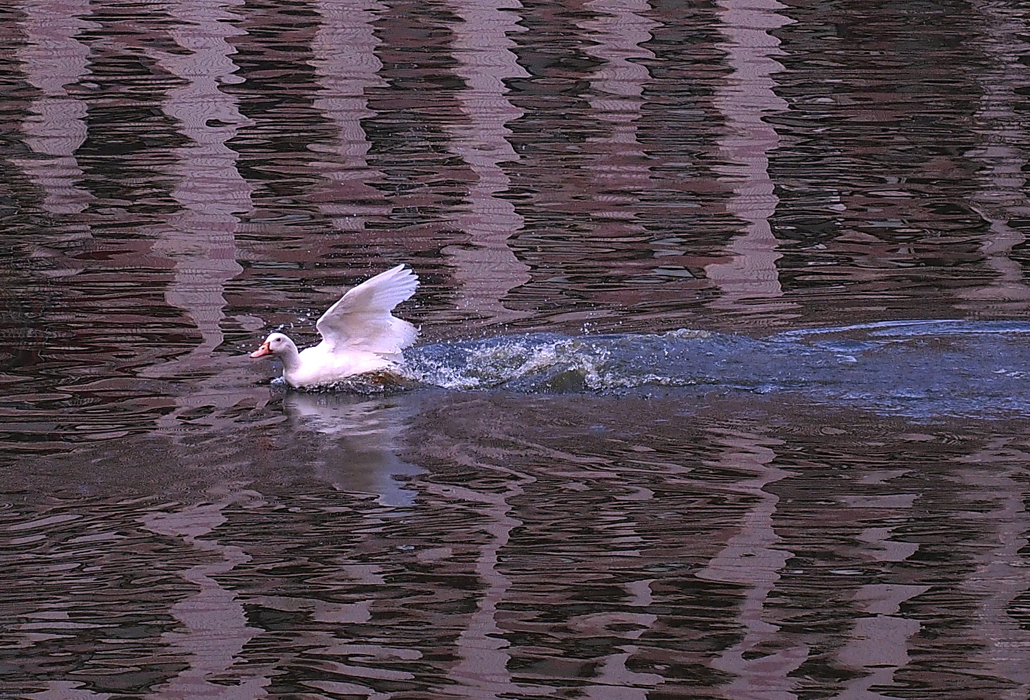 陳永鑑_悠遊水上20240302b.jpg