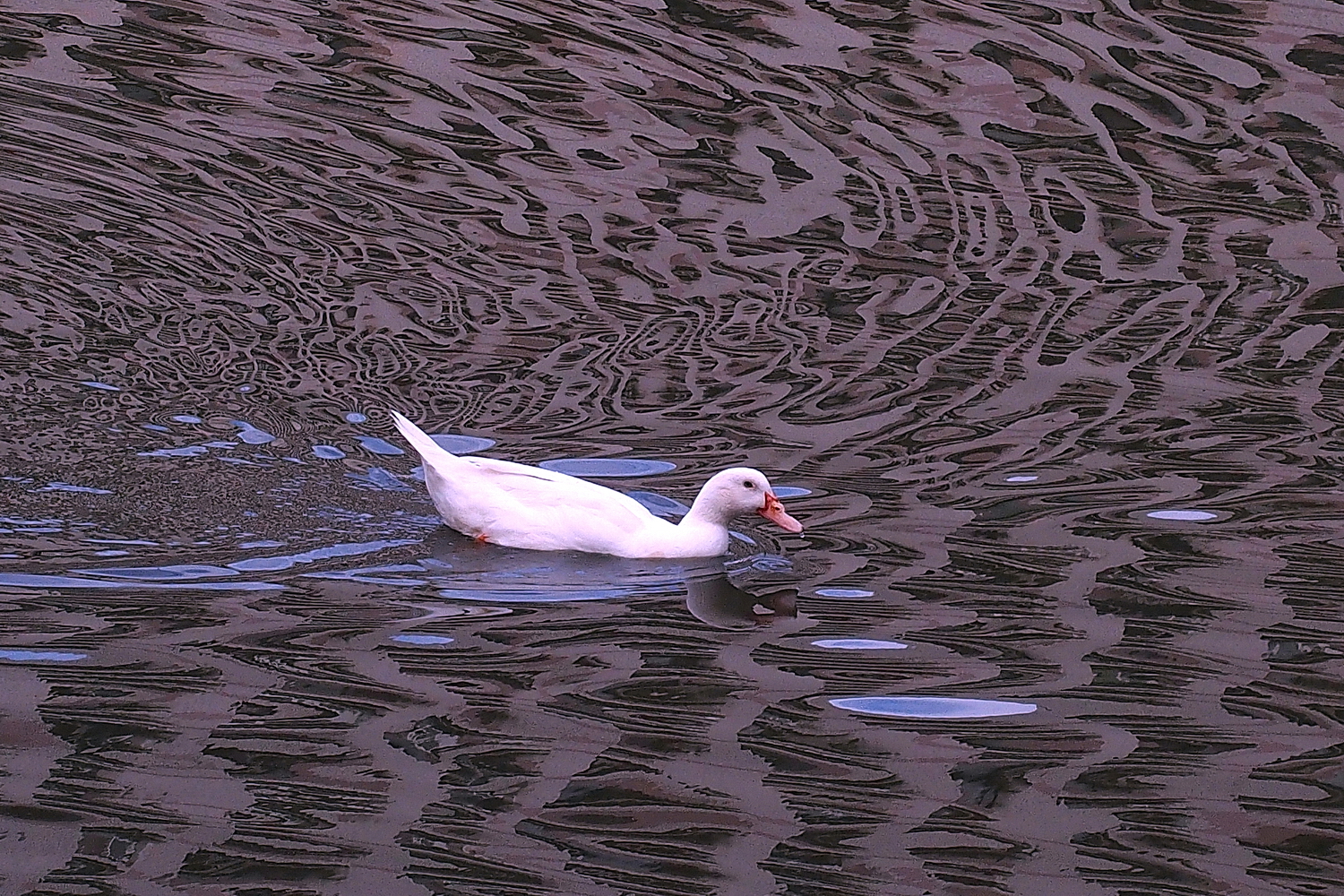 陳永鑑_悠遊水上20240301e.jpg