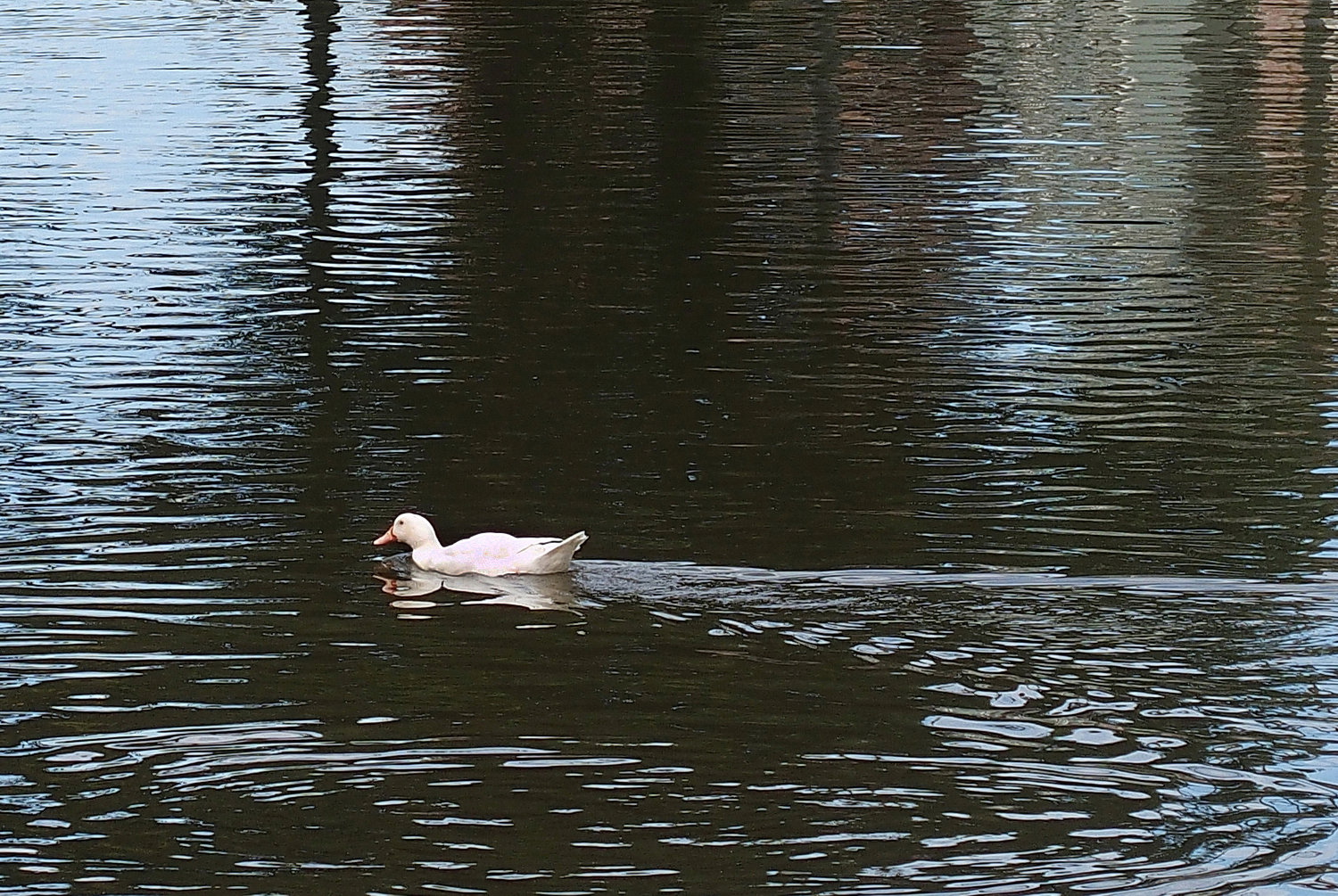 陳永鑑_悠遊水上20240302e.jpg