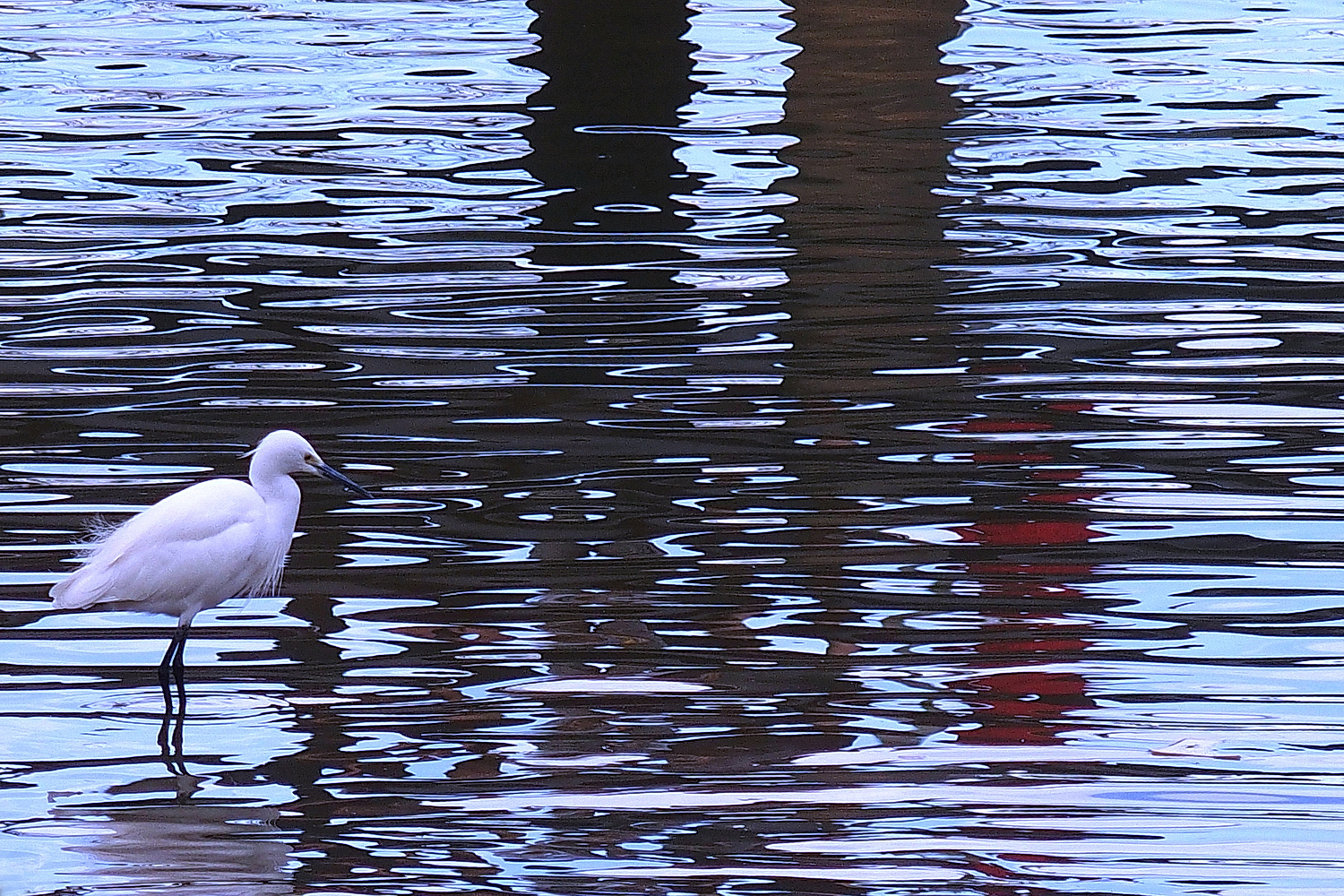 陳永鑑_鳥類飛禽_20240227a.jpg