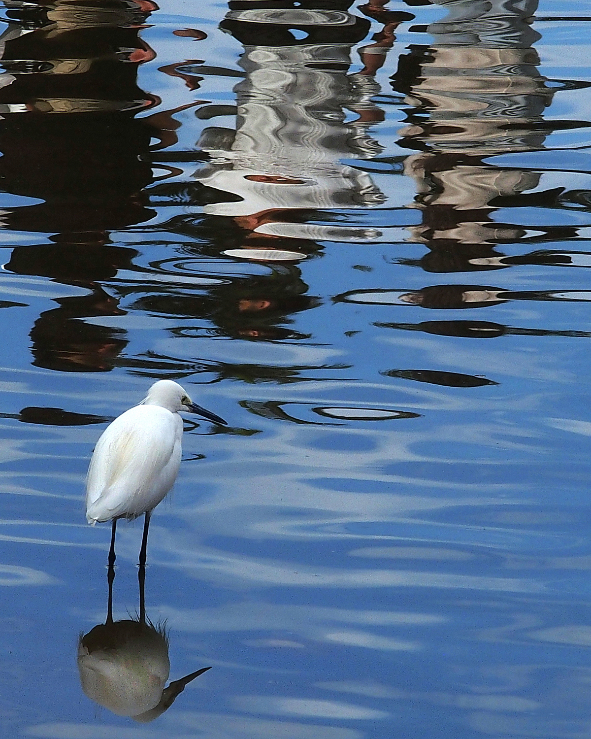 陳永鑑_鳥類飛禽_20240302a.jpg