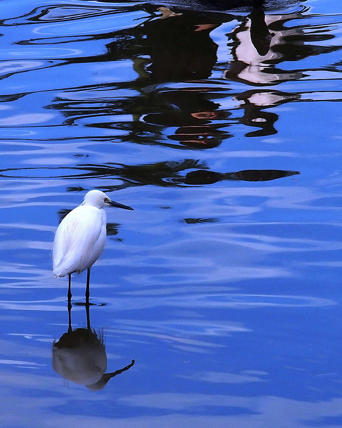 陳永鑑_鳥類飛禽_20240302b.jpg