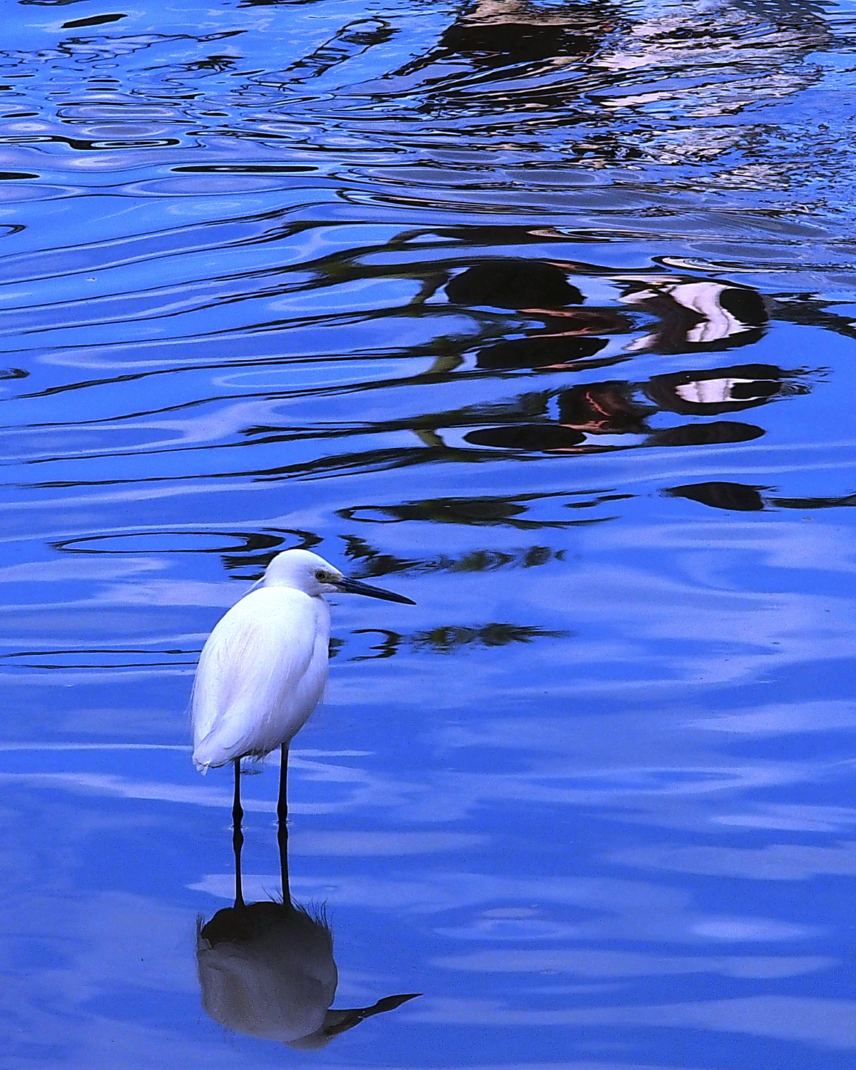 陳永鑑_鳥類飛禽_20240302d.jpg