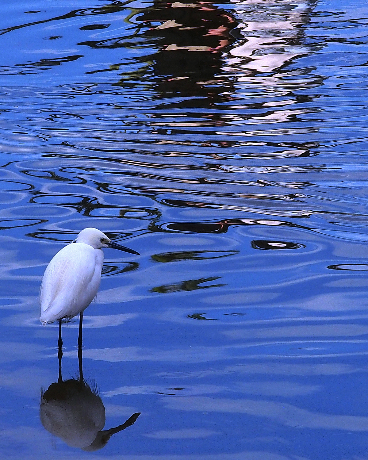 陳永鑑_鳥類飛禽_20240302f.jpg