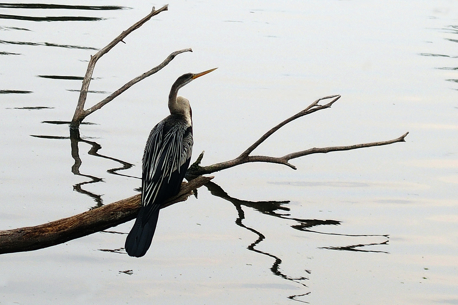 陳永鑑_鳥類飛禽_20240321a.jpg