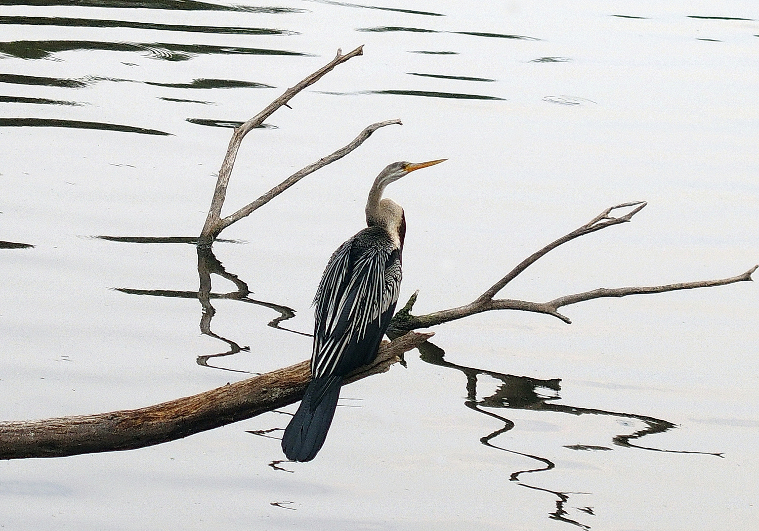 陳永鑑_鳥類飛禽_20240321b.jpg