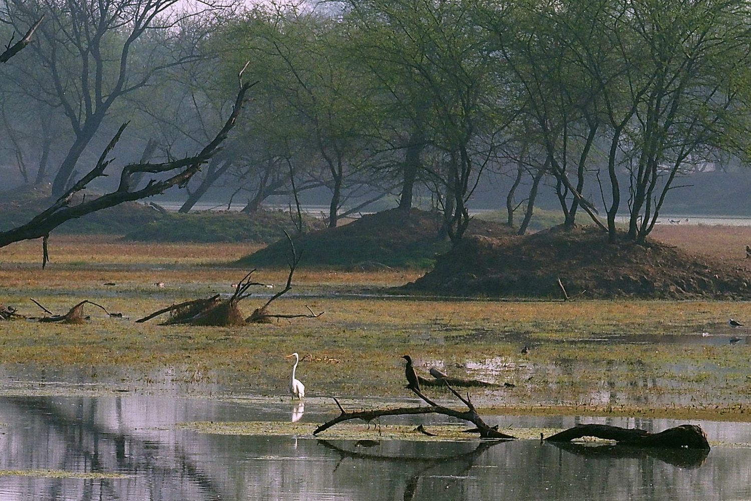 陳永鑑_鳥類飛禽_20240321c.jpg