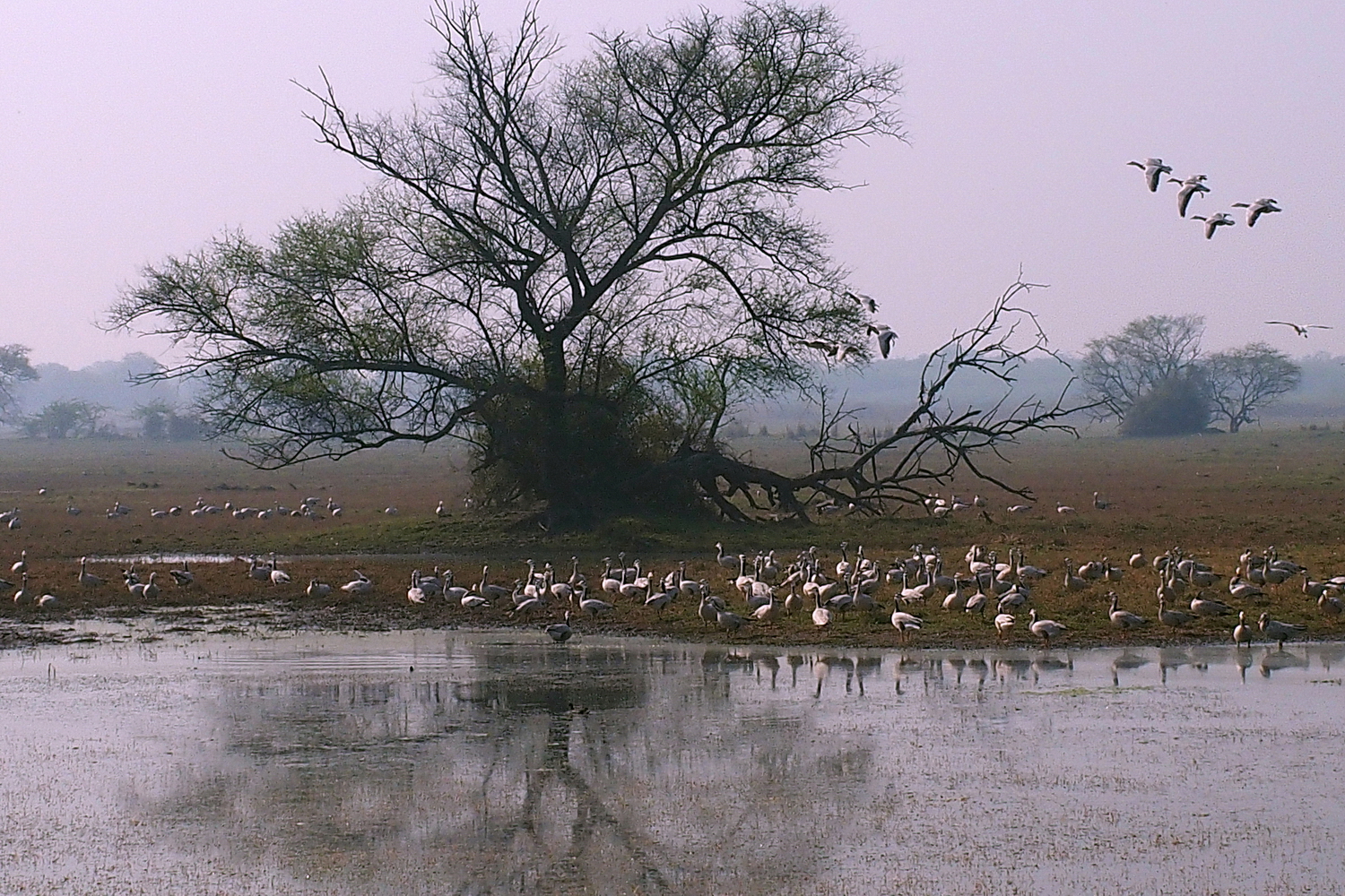 陳永鑑_鳥類飛禽_20240321e.jpg