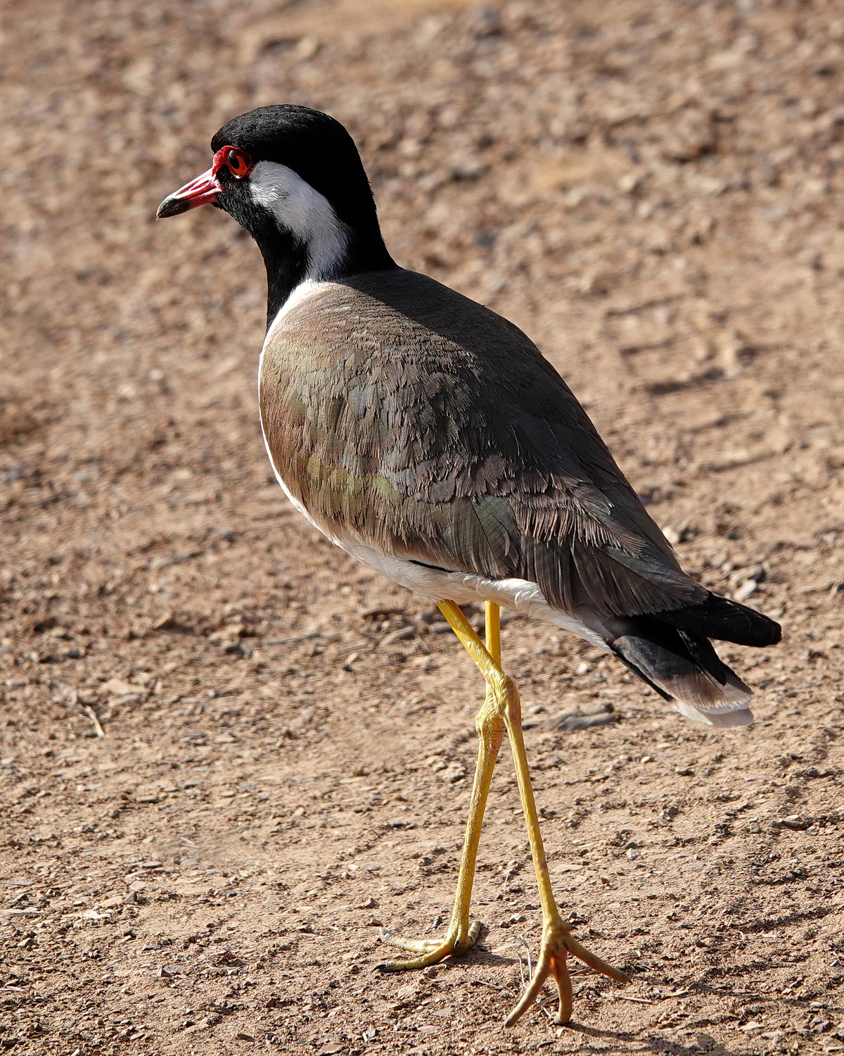 陳永鑑_鳥類飛禽_20240325a.jpg