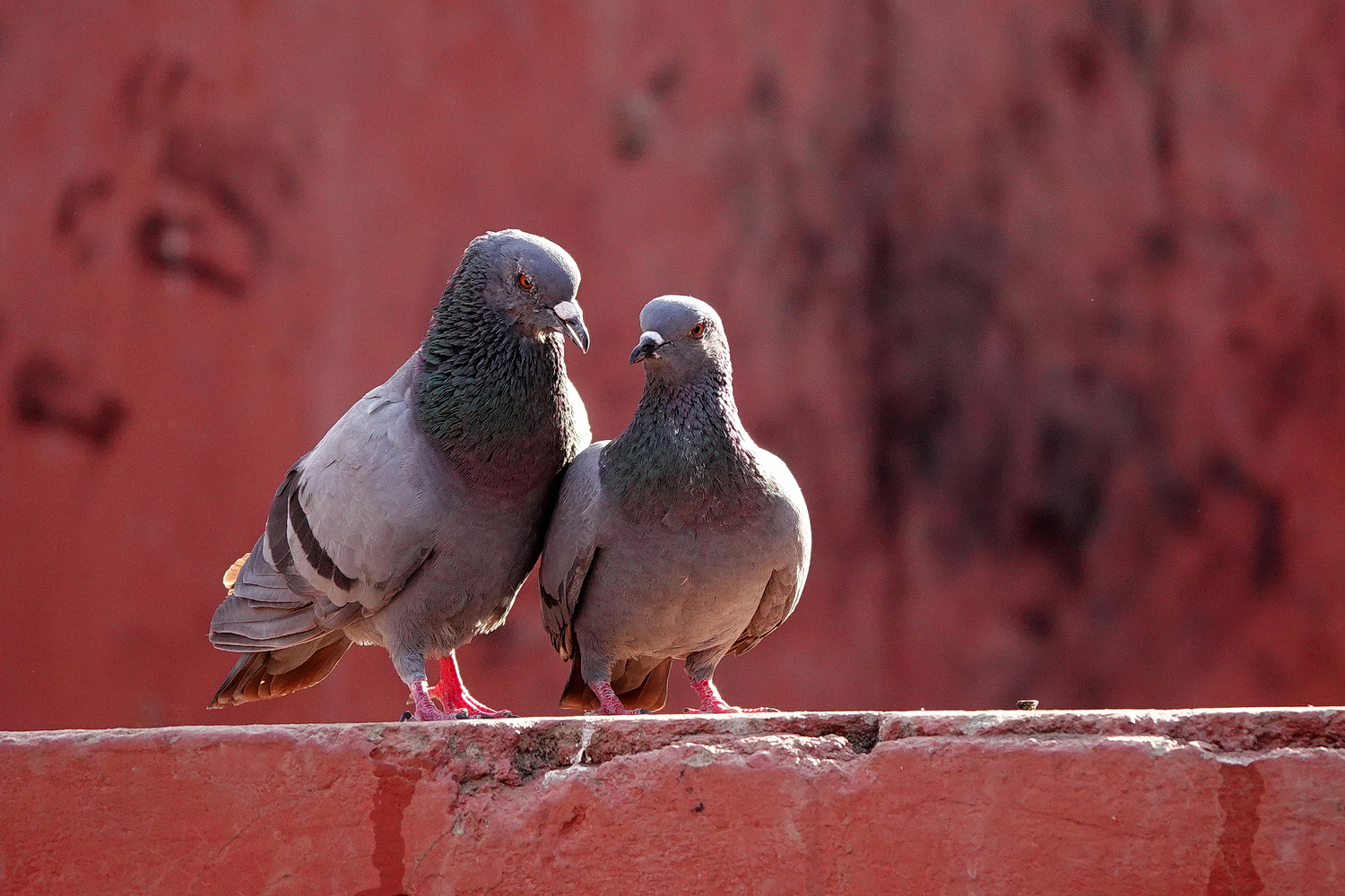 陳永鑑_鳥類飛禽_20240326a.jpg