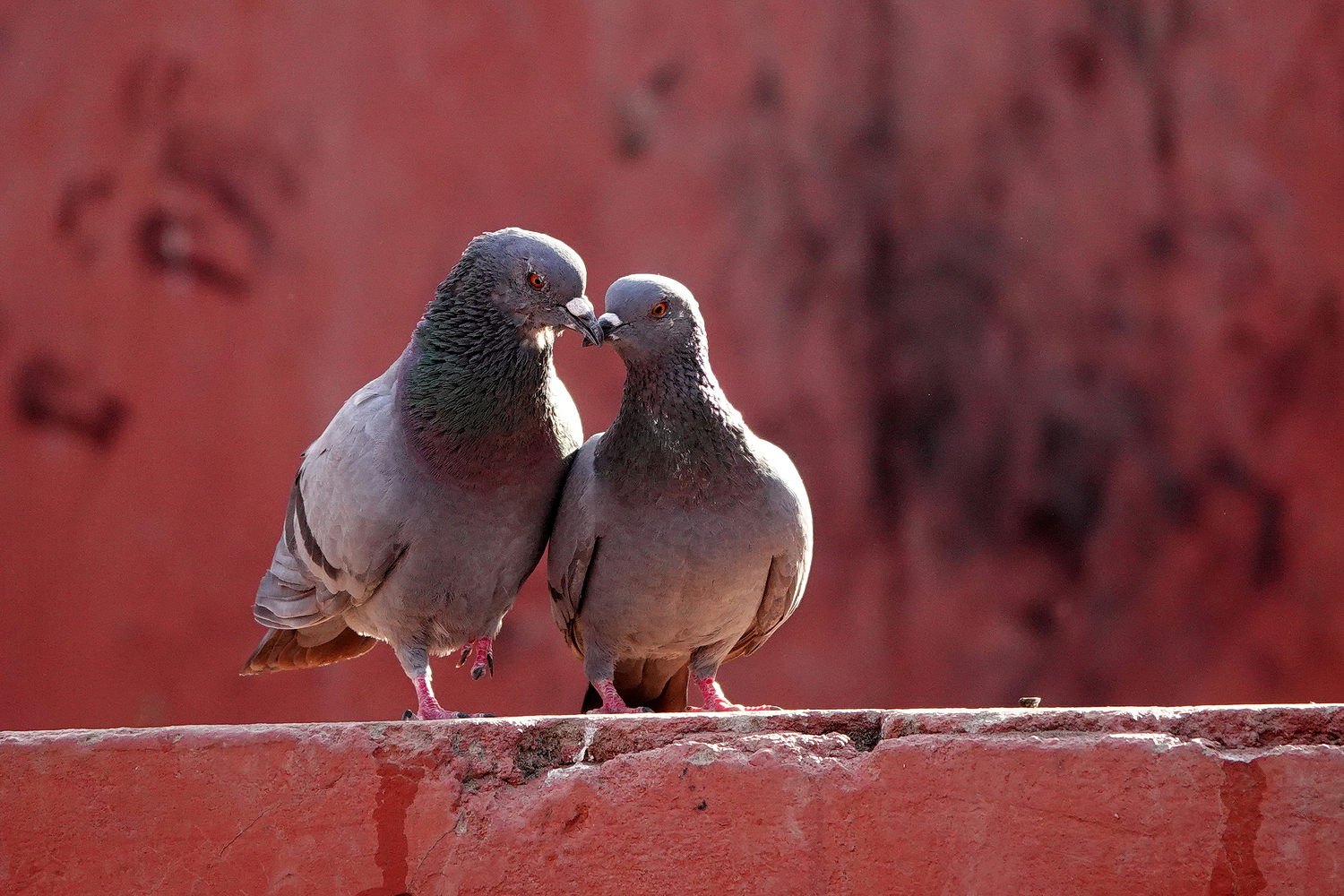 陳永鑑_鳥類飛禽_20240326b.jpg