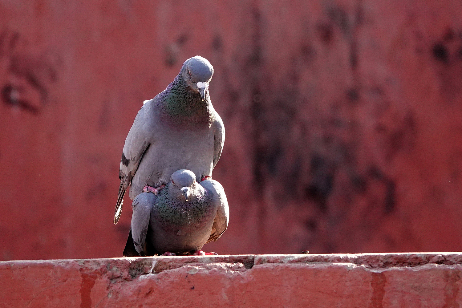 陳永鑑_鳥類飛禽_20240326c.jpg