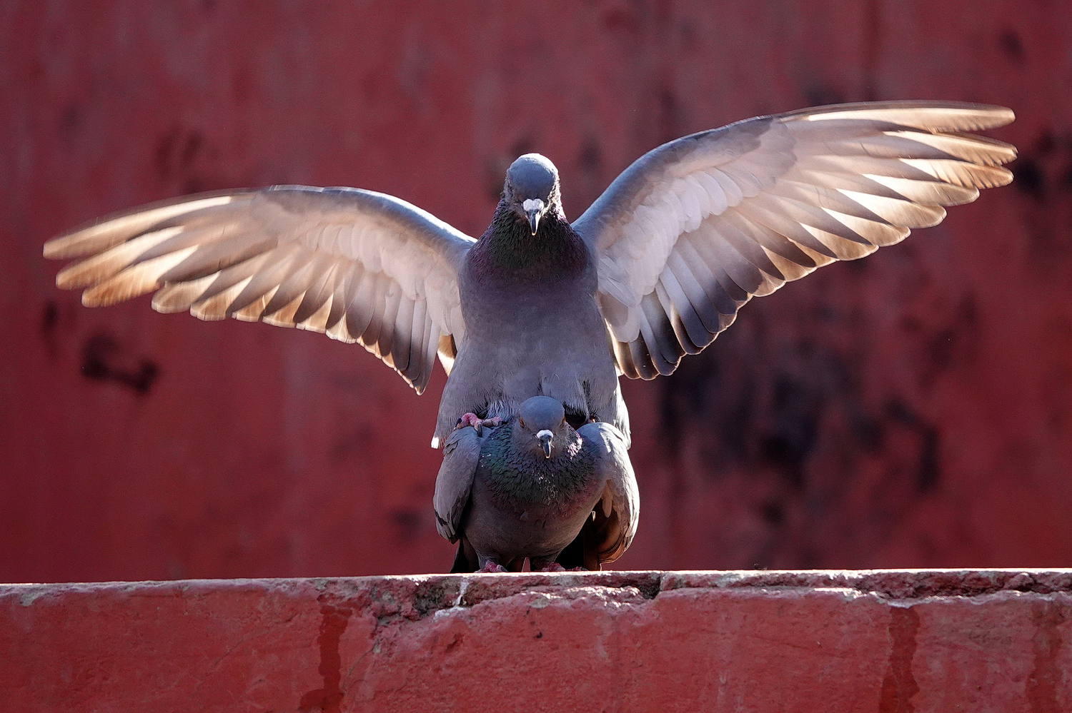 陳永鑑_鳥類飛禽_20240326d.jpg