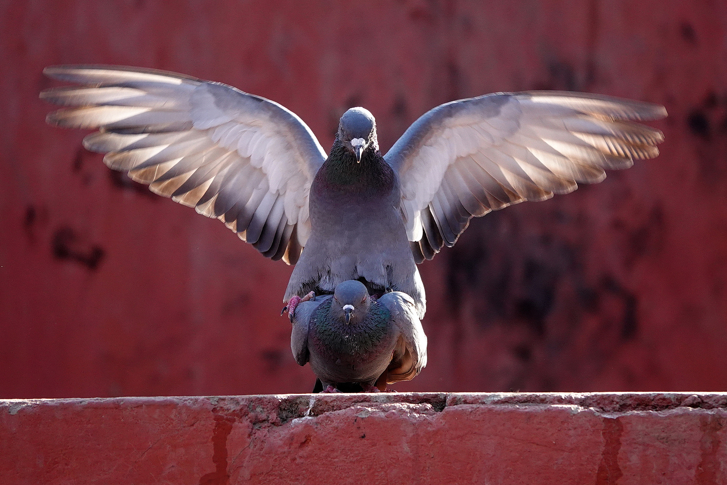 陳永鑑_鳥類飛禽_20240326e.jpg