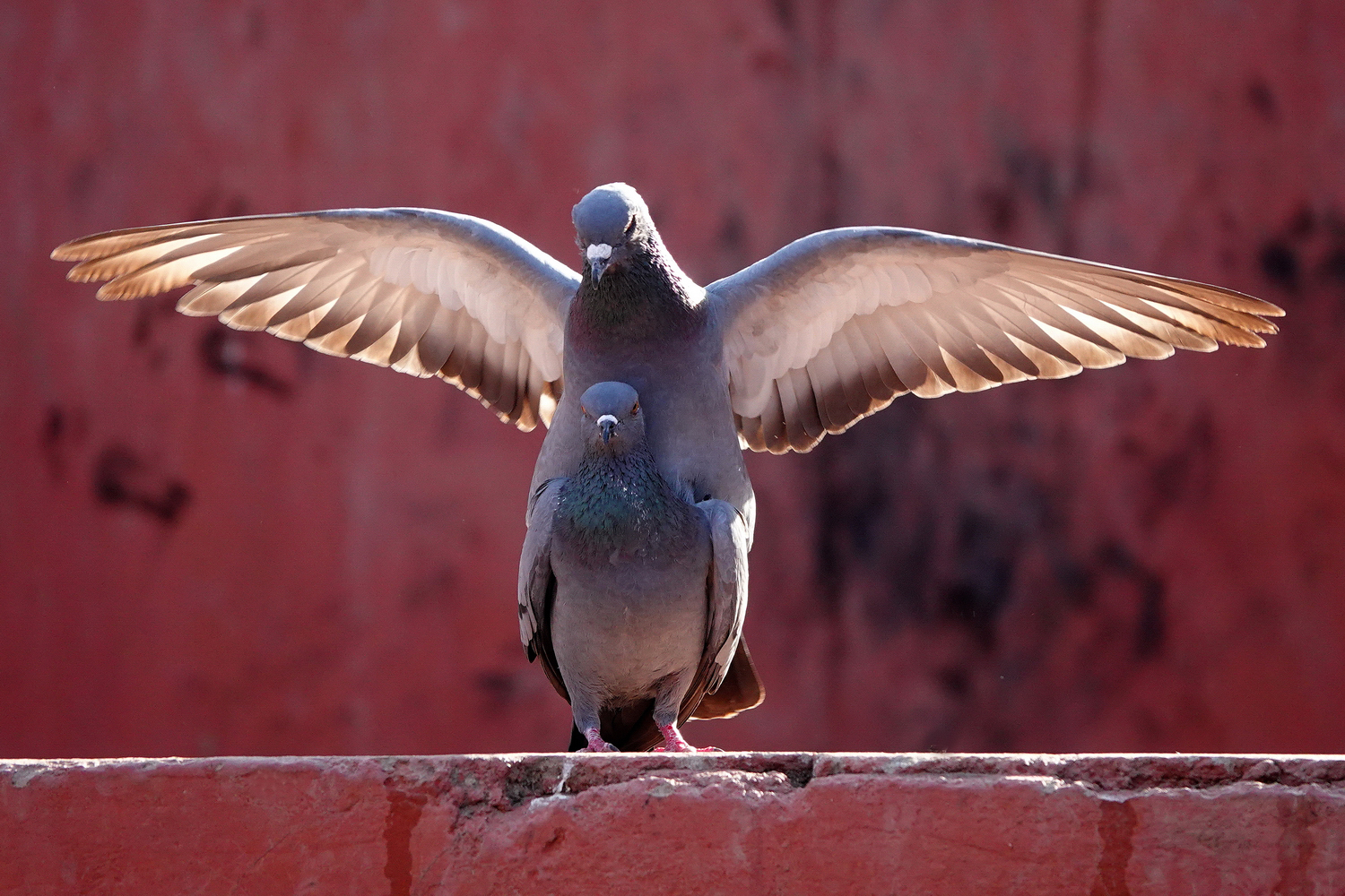 陳永鑑_鳥類飛禽_20240326f.jpg