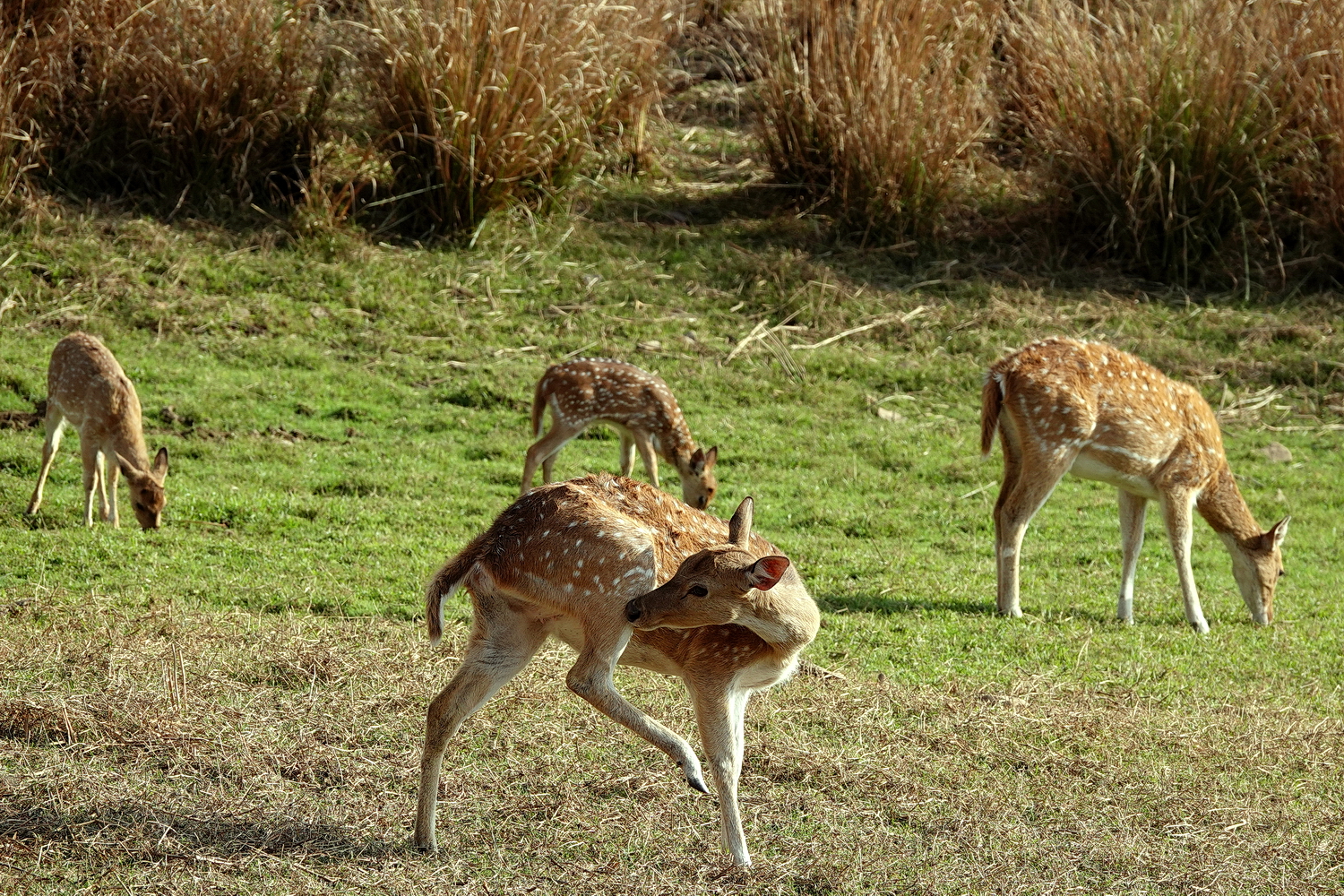 陳永鑑_動物系列_20240325d.jpg