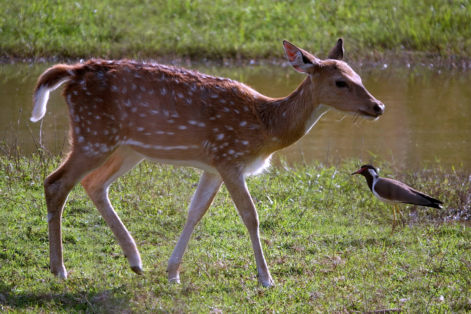 陳永鑑_動物系列_20240325e.jpg