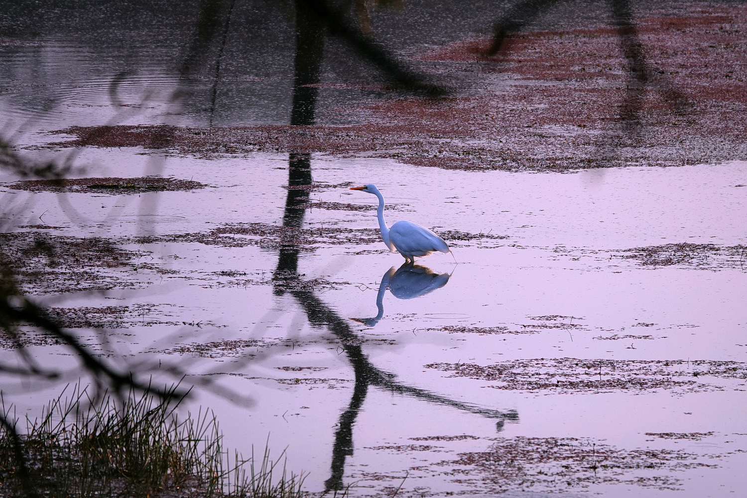 陳永鑑_鳥類飛禽_20240329c.jpg