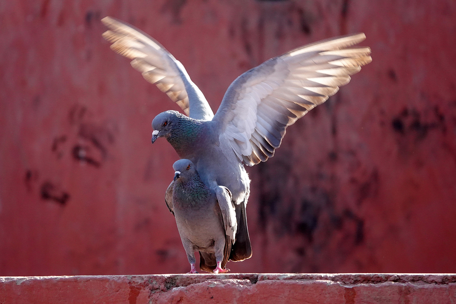 陳永鑑_鳥類飛禽_20240328a.jpg