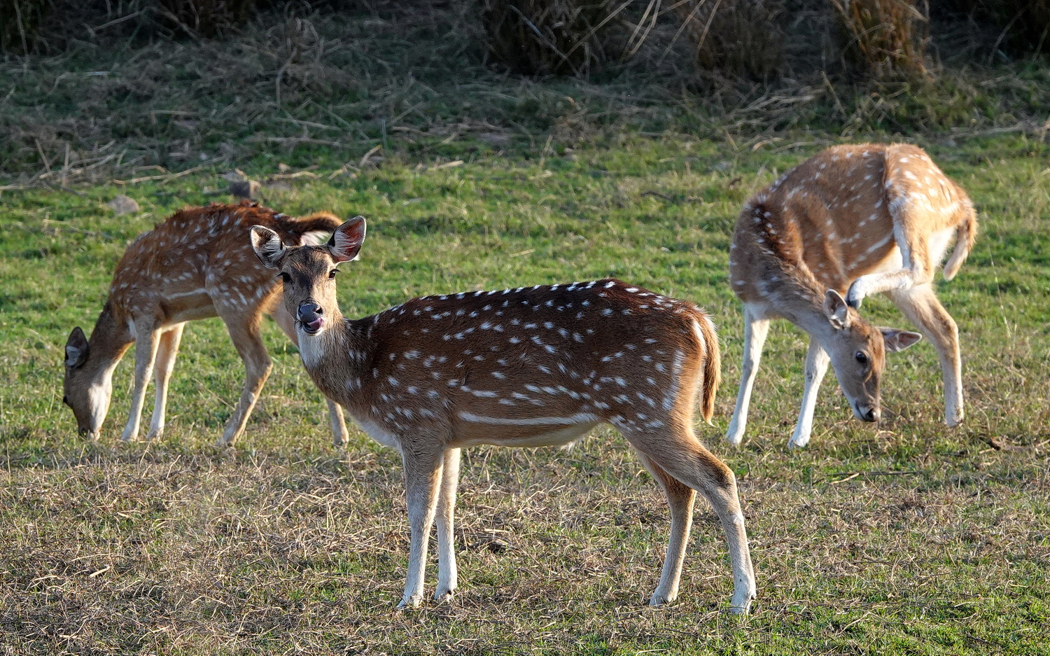 陳永鑑_動物系列_20240329c.jpg