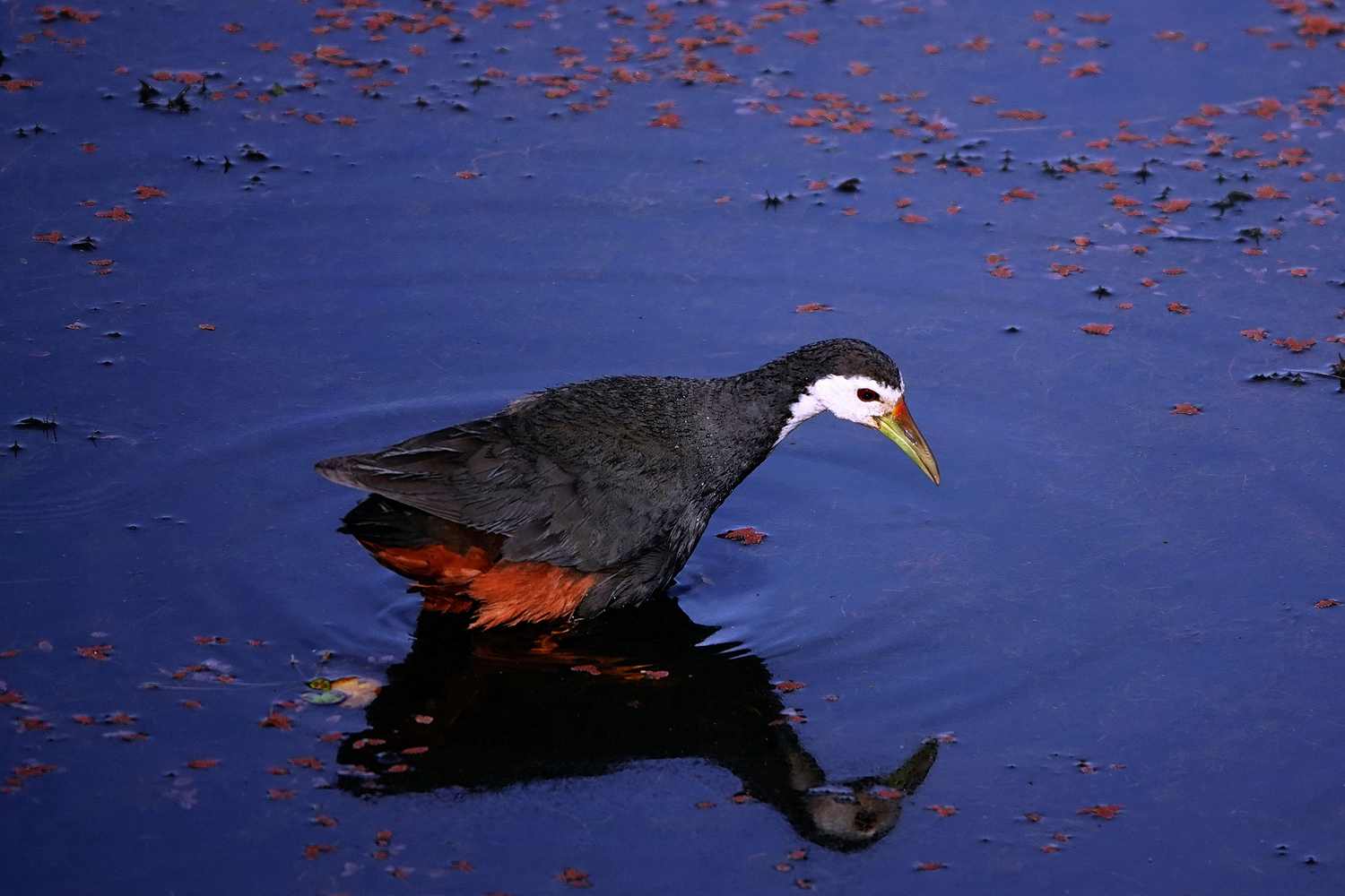 陳永鑑_鳥類飛禽_20240410f.jpg