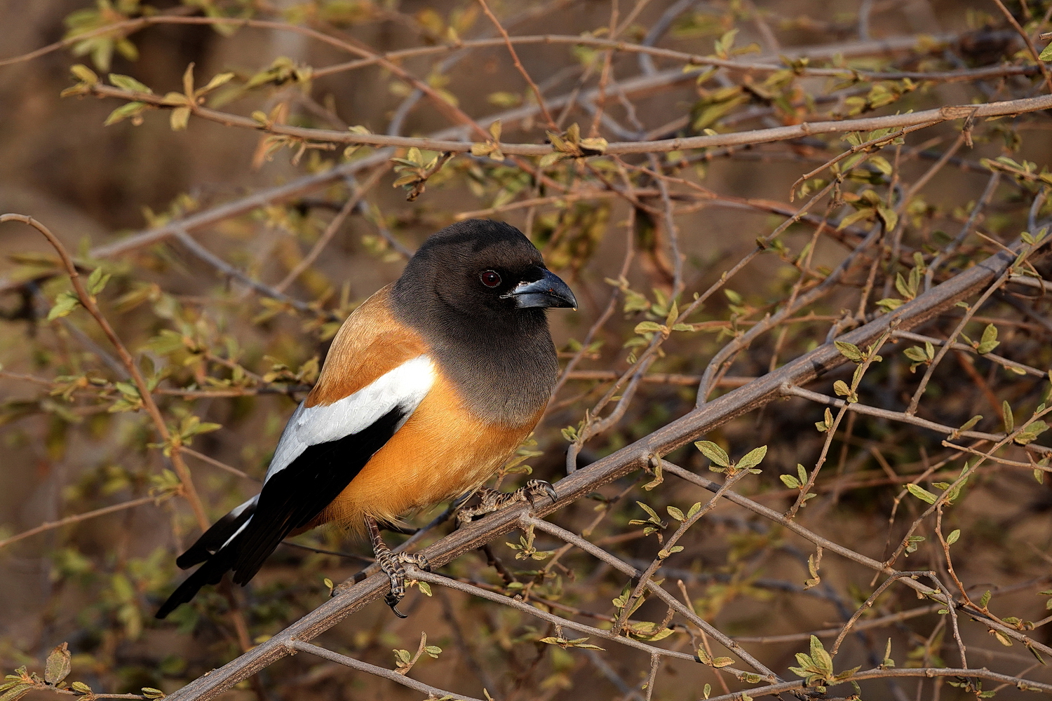 陳永鑑_鳥類飛禽_20240410c.jpg