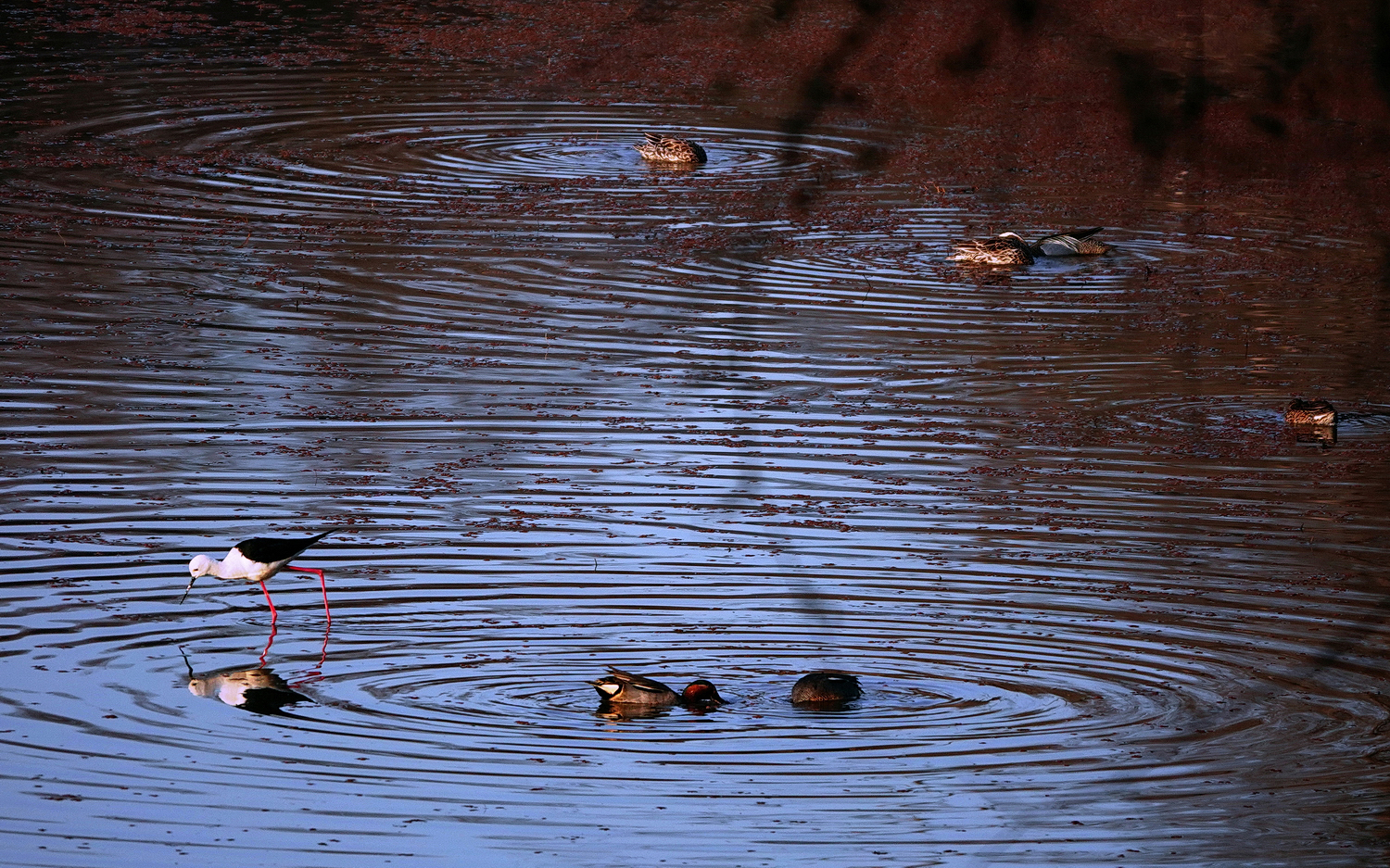 陳永鑑_鳥類飛禽_20240410b.jpg