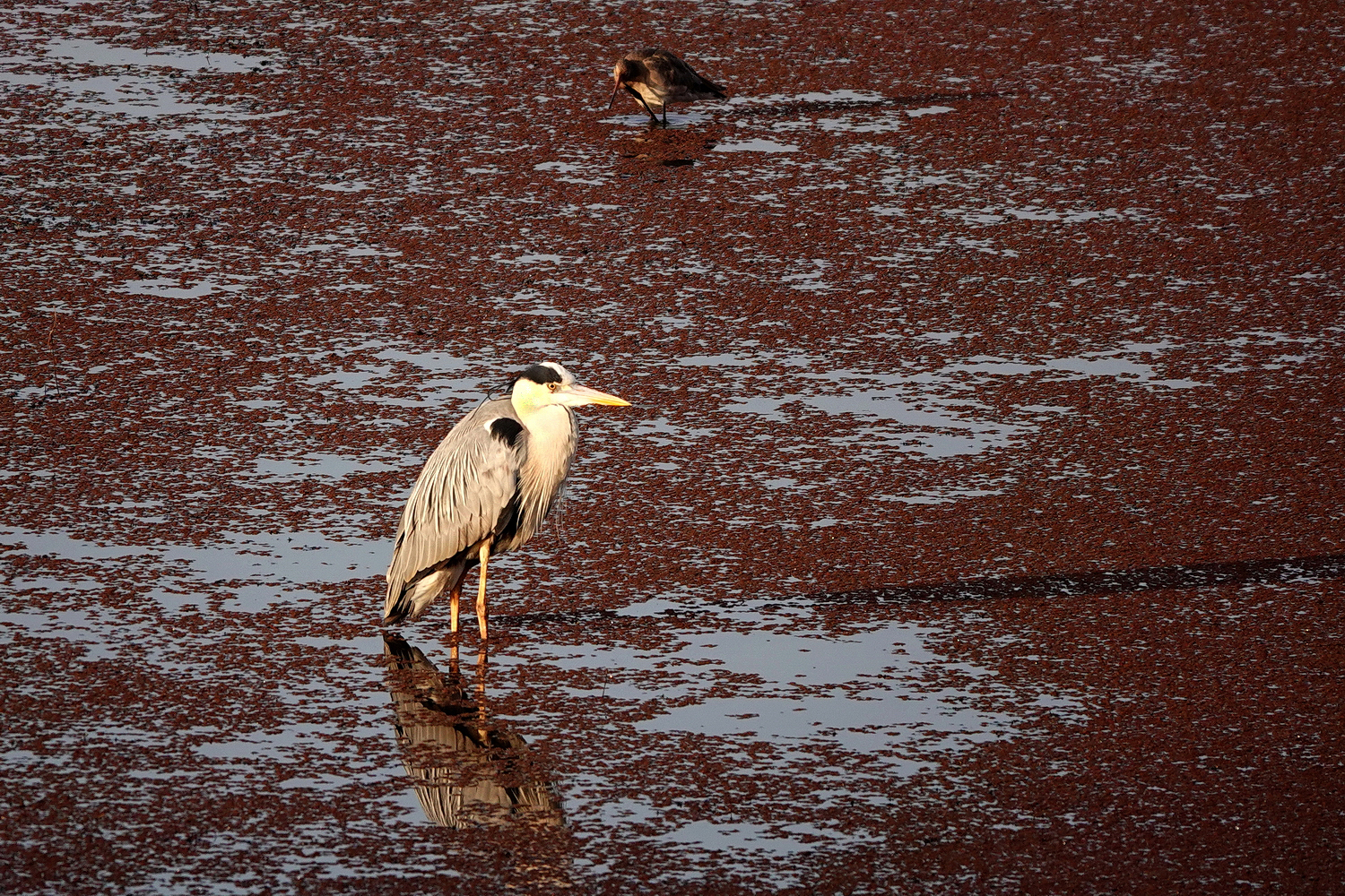 陳永鑑_鳥類飛禽_20240410a.jpg