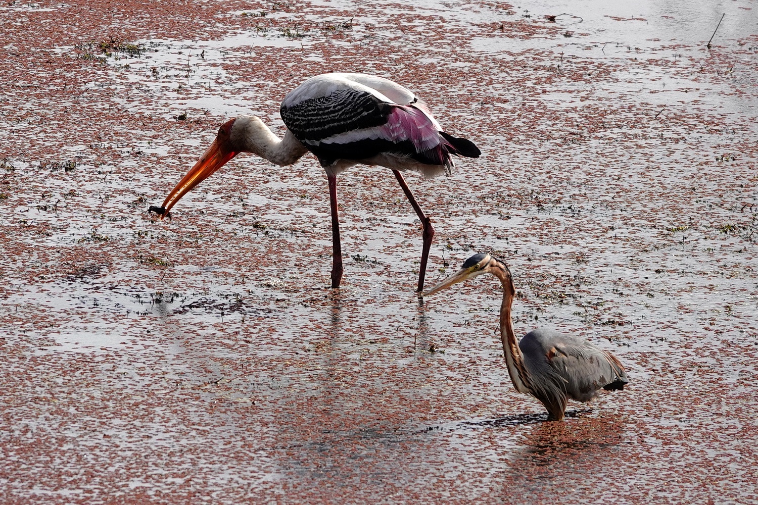 陳永鑑_鳥類飛禽_20240414g.jpg