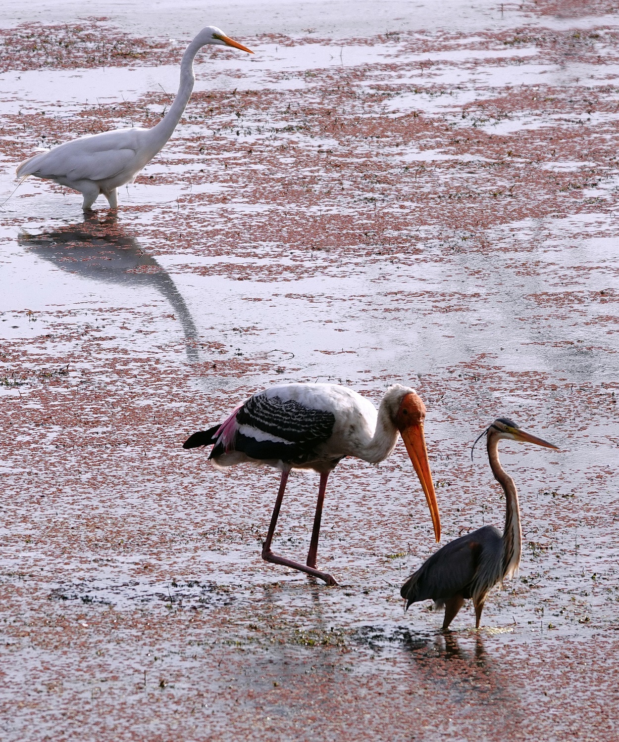 陳永鑑_鳥類飛禽_20240414f.jpg